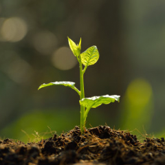 卫生杀虫气雾剂